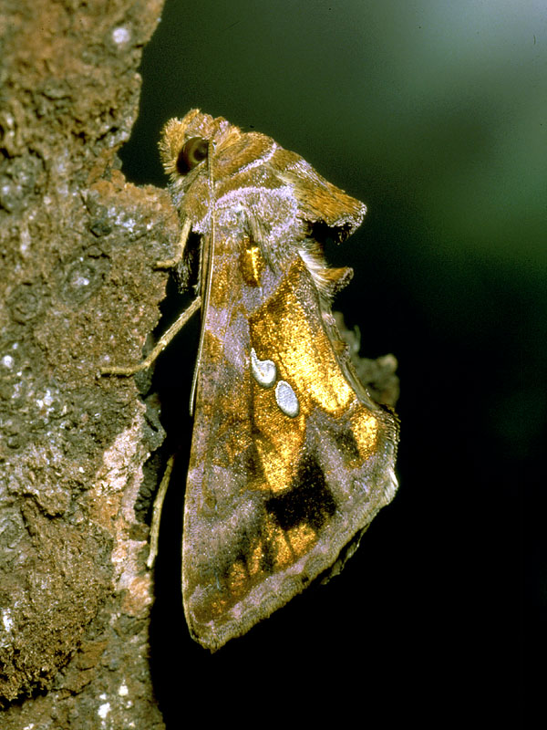 Noctuidae da identificare - Chrysodeixis chalcites
